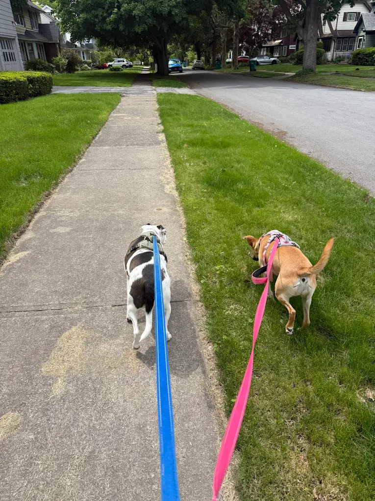 Woofie’s® of Rochester
